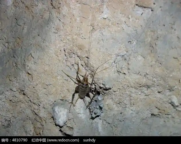 夜间活动的灶马