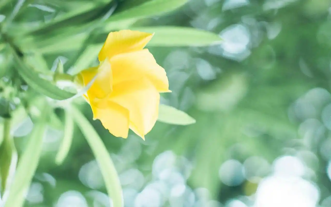 小清新唯美静物高清图片桌面壁纸