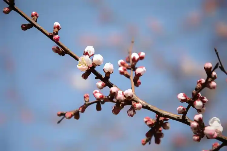 朵朵杏花,白里透红