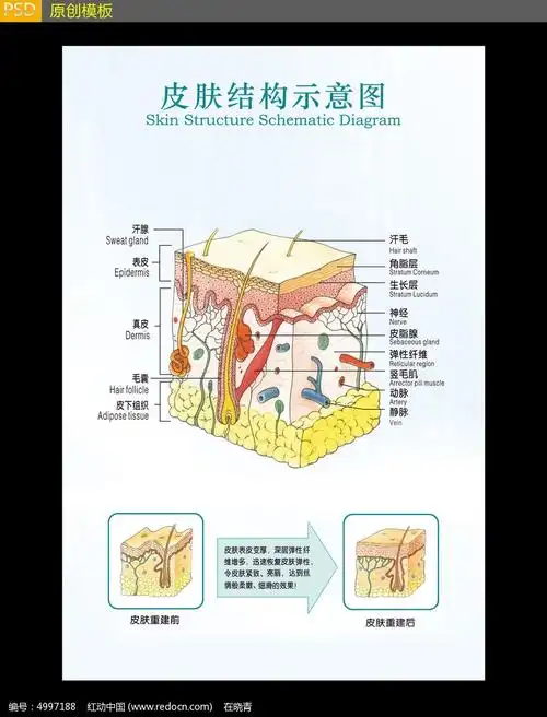 医院皮肤结构示意图展板设计
