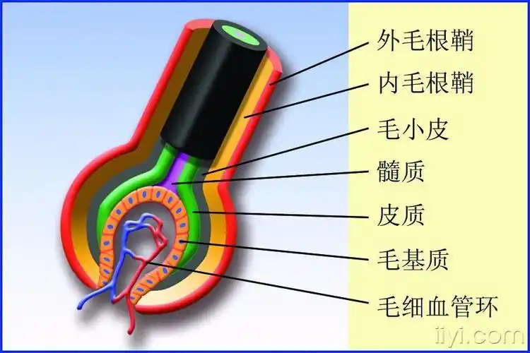 图01-06 毛囊解剖结构模式图.jpg