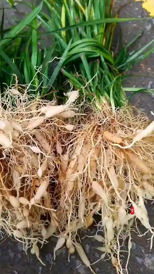 纯天然野生麦冬产品特点:深山农家自挖的,药味浓,药效足,无硫磺,无