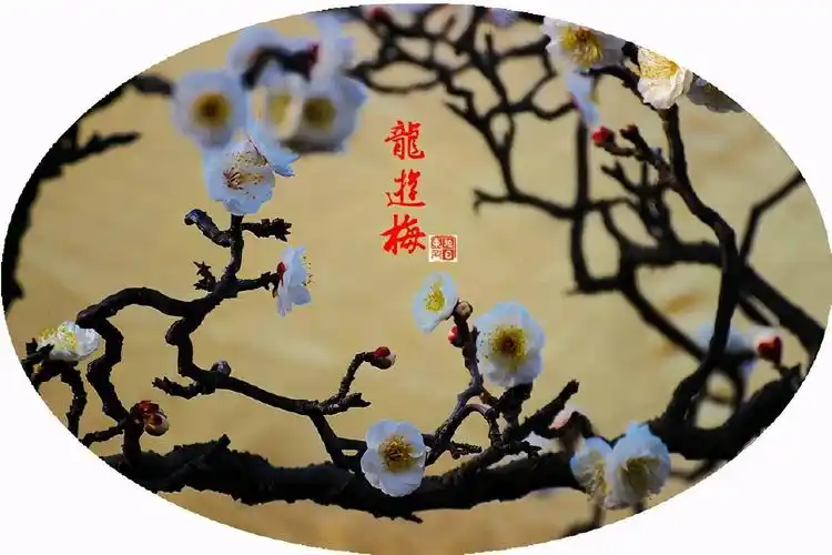 龙游梅梅中奇品宛若龙蛇在任意舞动