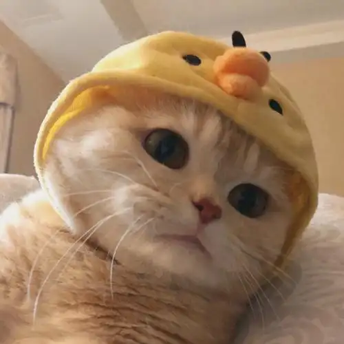 可爱小猫咪萌宠头像猫猫头像