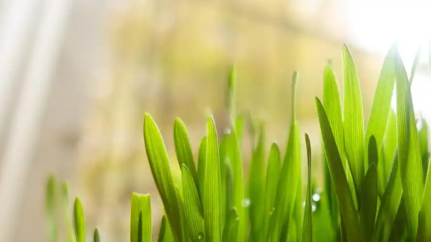 绿色是生命的颜色和平的标志,风景-回车桌面