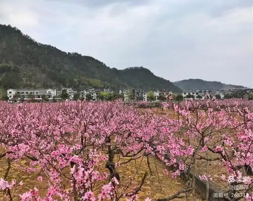 题天台桃花节         十里桃园几岁华,车随