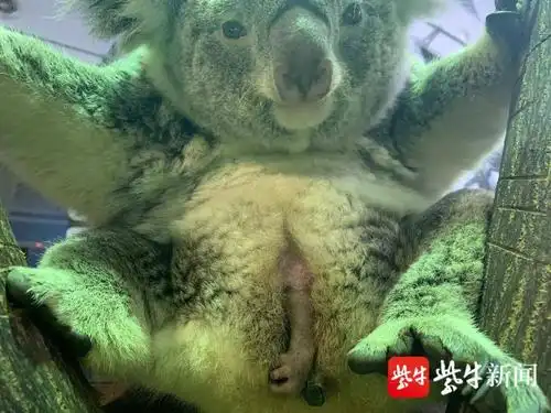 红山动物园考拉馆传来好消息,三宝就快出袋啦!