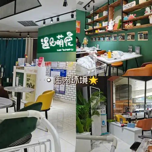 店内有安哥拉巨兔,小香猪,安格鲁貂,小龙猫,蜜袋鼯安哥拉巨兔真的超级