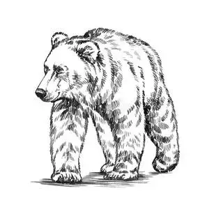 西伯利亚的棕色的熊图片