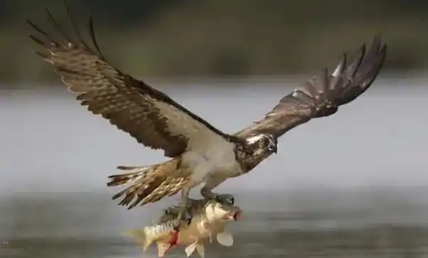 老鹰的天敌是谁