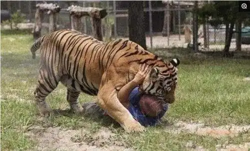 尽管有很多网友认为错在游客,但是老虎还是被击毙了.