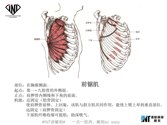 19"一天一肌肉,解剖so easy"——前锯肌