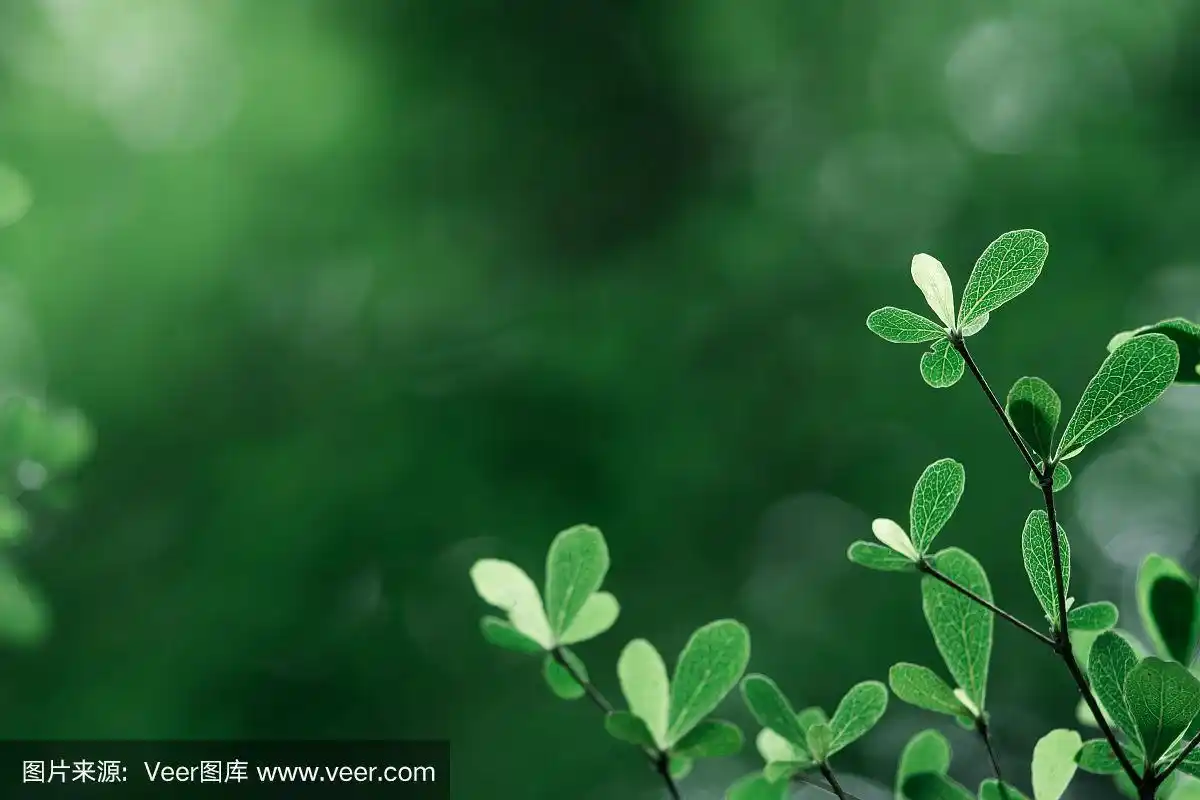 深绿色叶子的特写自然视图