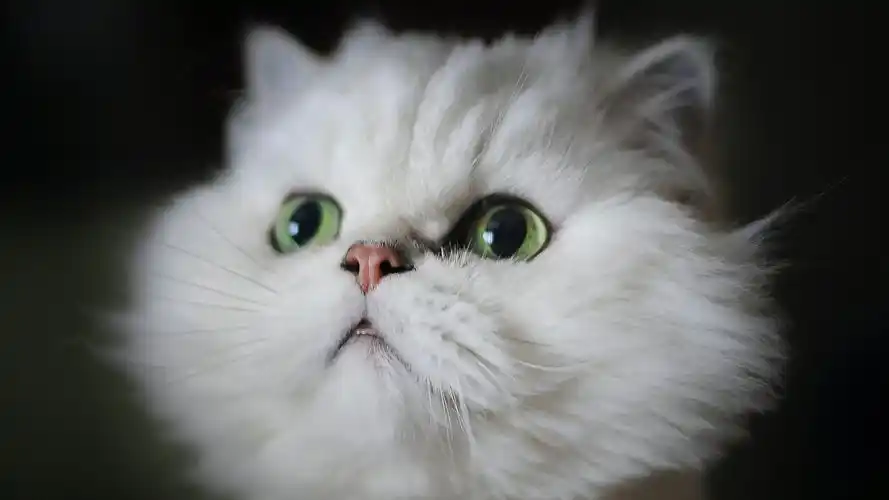 猫壁纸【751】壁纸是一款电脑壁纸,属于动物分类,猫壁纸