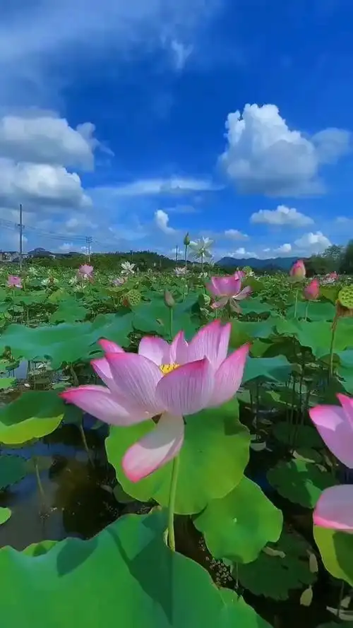 荷花初污泥而不染,这就是它独到的美,蓝天白云相映,美得不可方物99
