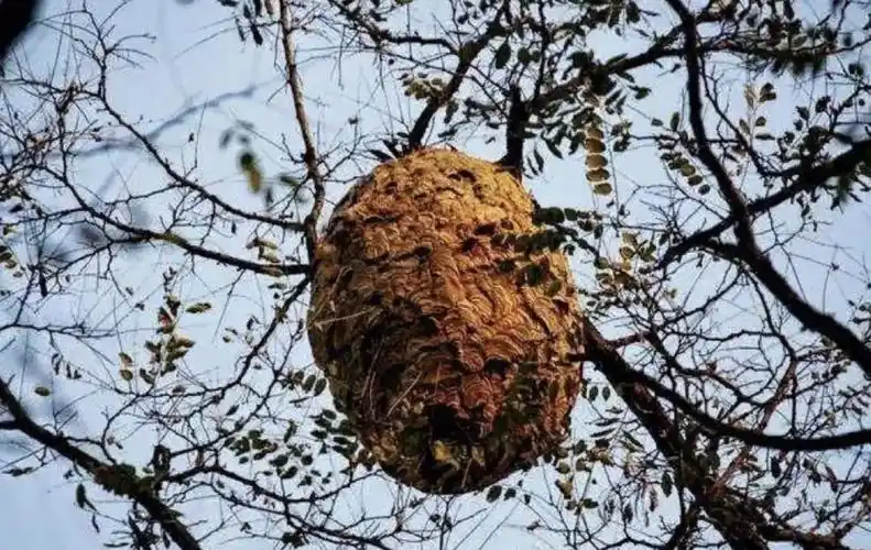 惊现脸盆大小马蜂窝!消防员变身喷火侠!