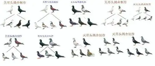 用什么鸽子配对出颜色红一点的降