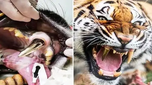 被称为中国神兽,全世界只中国一只,美国疑似发现第只!