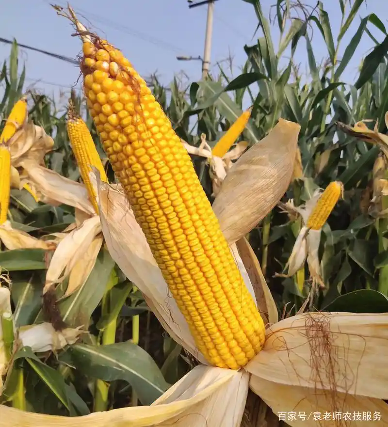 这个超大棒玉米新品种,平均穗长可达30厘米