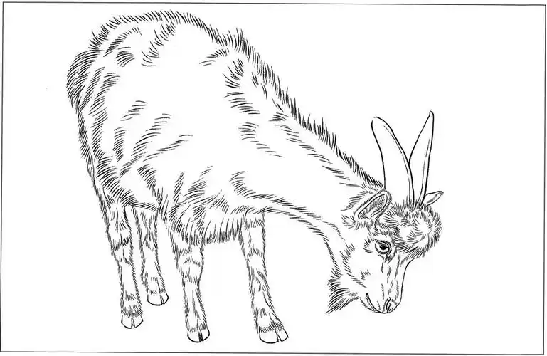 羊高清白描线稿图片下载18幅