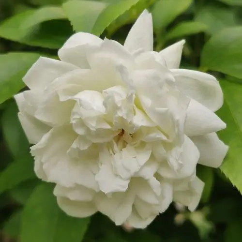 白色的月季花语是善良,高尚,尊敬,纯洁,寓意忠贞的爱情.