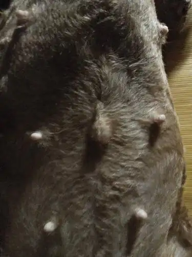 狗狗配种35天哪位能看出怀孕没