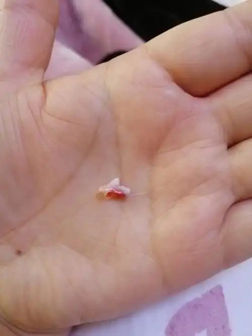 4个月狗子掉牙了还会长出来吗