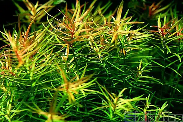 牛顿草_十字牛顿