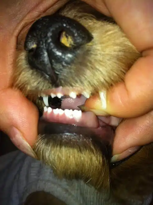 泰迪的牙齿问题~~~养过泰迪或者对泰迪有研究者来回答 高分求解