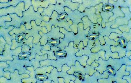 蚕豆叶下表皮装片,示气孔(100×)①下表皮细胞 ②保卫细胞 ③气孔
