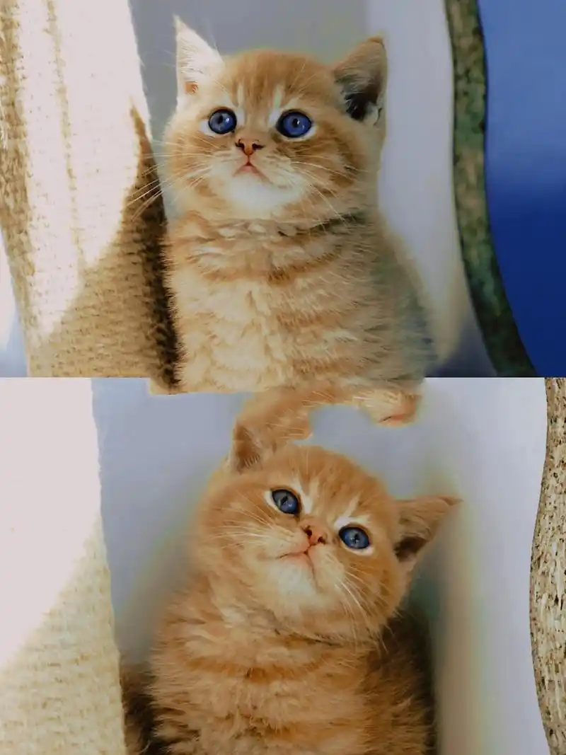 加菲英短混血太太太可爱了!