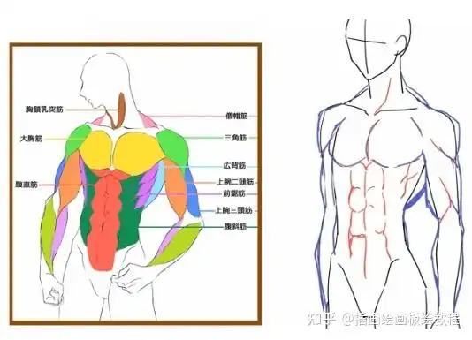 男性肌肉怎么画掌握基本人体结构人体肌肉怎么画都好看