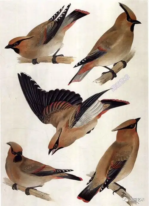 工笔百鸟图谱,栩栩如生!(2)