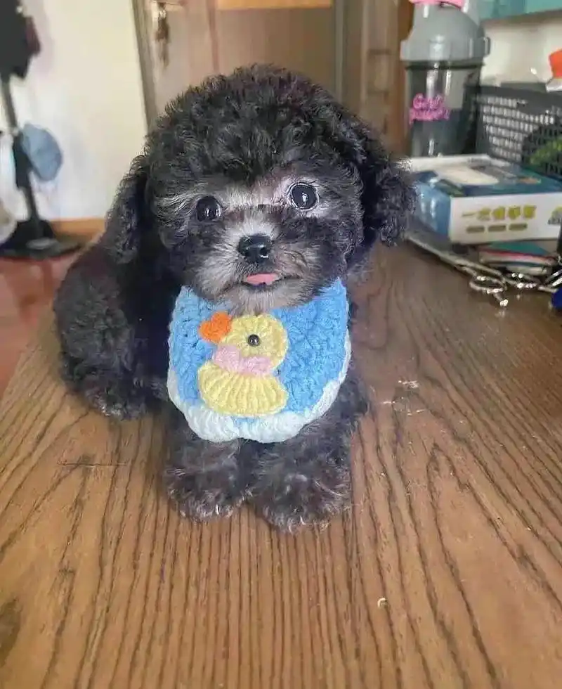 灰泰迪幼犬茶杯犬超小体找新家坐标杭州