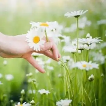 小花的人生,风景头像图片-回车桌面