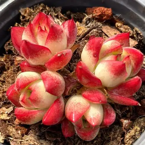 花络阁精控小萌肉梦幻女王多肉植物室内云南直发室内稀有品种贵货单头