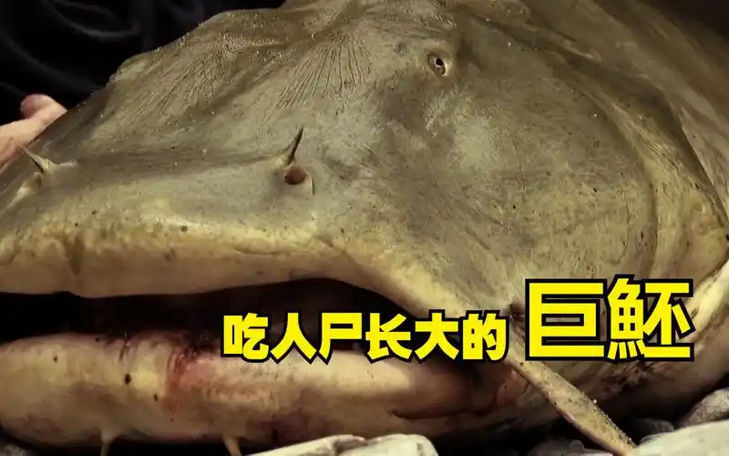 吃人尸长大的巨型水怪一张大嘴凶悍无比经常夜间出动