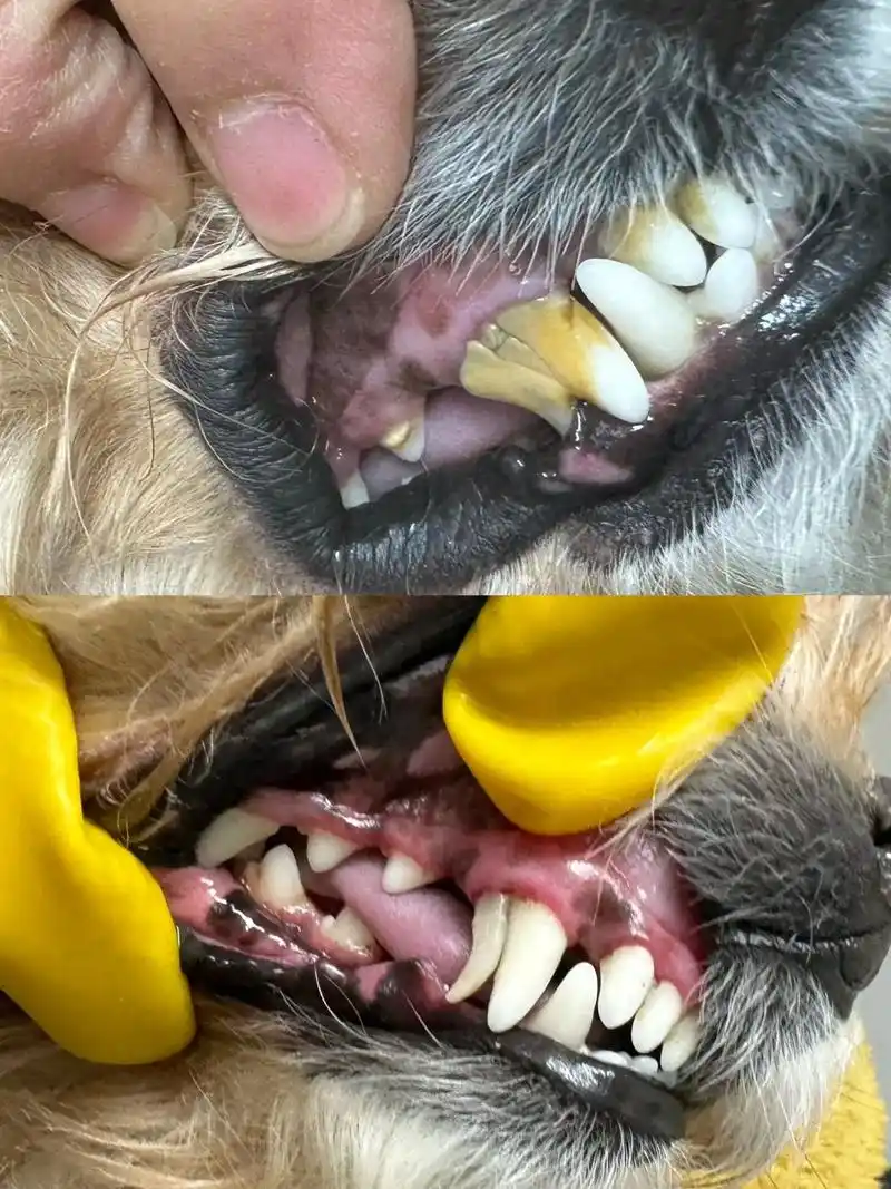 快看看你家狗子的牙齿还好吗?狗狗洁牙前后对比 #解压时刻 # - 抖音