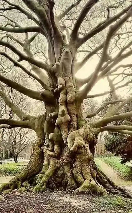 绝对震撼你的双眼!|银杏树|铁树|柏树|怪树_网易订阅