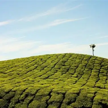 清新头像风景自然唯美一望无际的绿色茶园