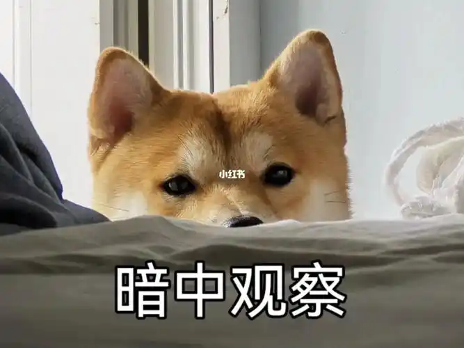 柴犬表情包暗中观察
