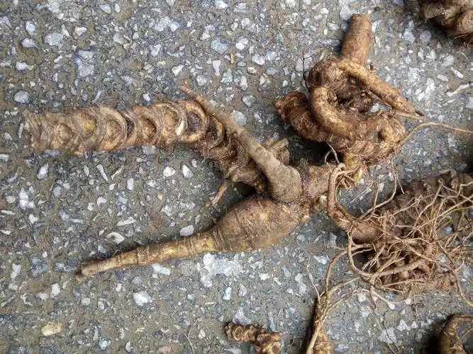 白三七的国际贸易