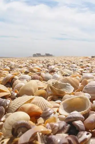 精致小贝壳唯美手机壁纸