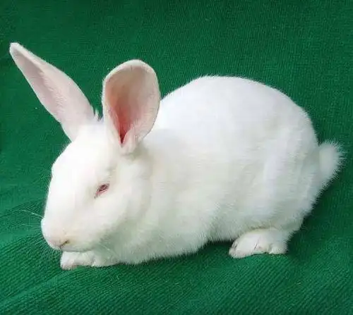 小兔子真正图片!