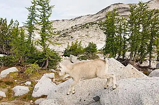 美国,华盛顿,喀斯喀特山脉,国家森林,高山,湖,荒野,盆地,石山羊,雪羊