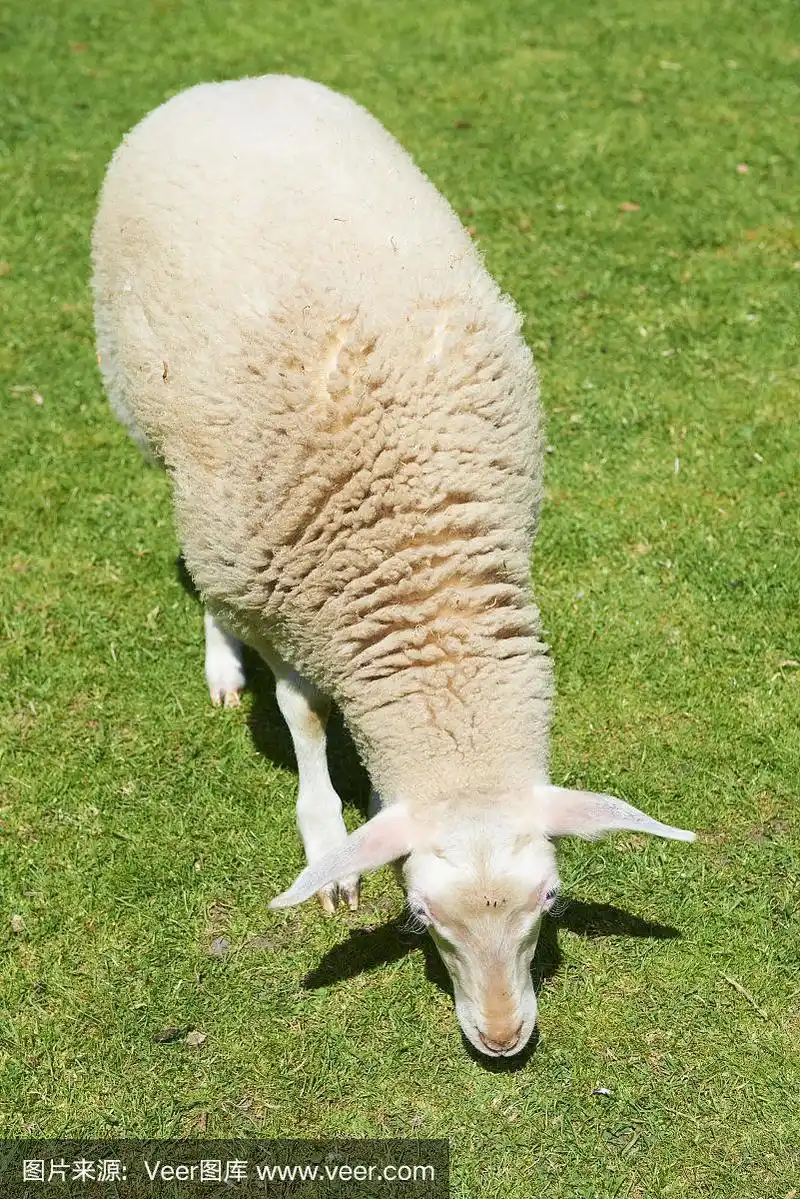 一只羊在草地上吃草