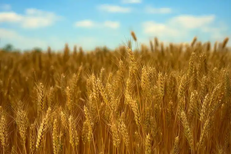 金色麦子熟了图片下载