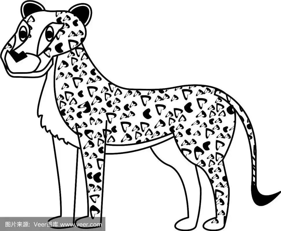 豹是野生动物,黑白相间