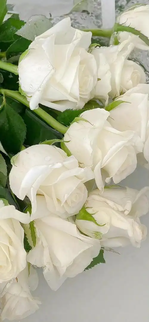 类似心脏,令手持者有捧心般的柔情与感动  高清玫瑰壁纸  花草超话