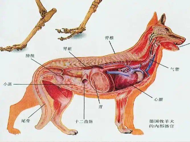 犬的解剖和生理特点ppt
